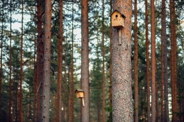 A birdhouse on a tree branch pine forest