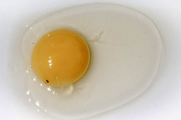 egg on white background