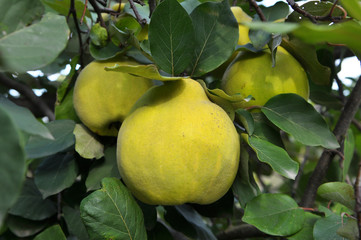 Quince ripens on the branch of the bush