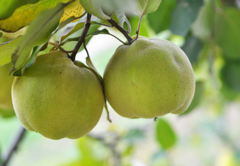 Quince ripens on the branch of the bush
