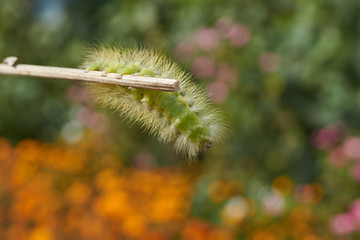 Obraz premium The caterpillar of the nocturnal butterfly of the red-tail, or the wool foot bashful (lat. Calliteara pudibunda).