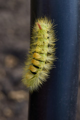 The caterpillar of the nocturnal butterfly of the red-tail, or the wool foot bashful (lat. Calliteara pudibunda).