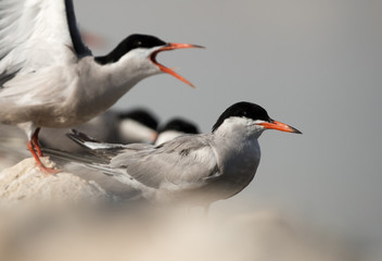 Obraz premium Closer look of White-cheeked Terns