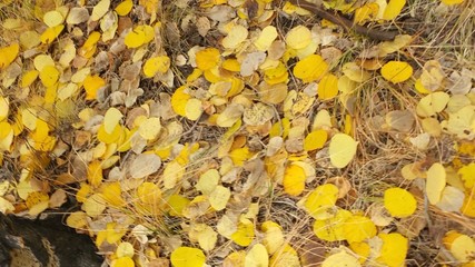 Autumn in the mountains