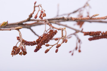 A branch of alder with cones isolated on white background. Branch of Alnus glutinosa, the common alder, black alder in spring. Studio shot