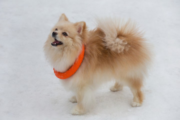 Cute pomeranian spitz puppy is playing with his toy in the winter park. Deutscher spitz or zwergspitz.