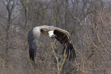 big griffon vulture flies in the sky