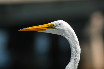 Marine Seagull