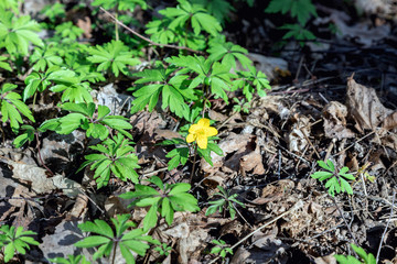 Buttercup is pungent. The Buttercup plant is pungent. Flower night blindness. Spring. Field, forest plant. Flower garden, beautiful tender plants. Yellow flower. The flower is called Chicken blindness