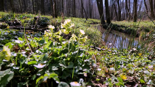Kwitnący wczesną wiosną Pierwiosnek, (Primula L.) w podmokłym lesie nad brzegiem małego cieku wodnego