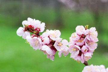 a sprig of flowering apricots in the spring season. A delicate flower of a tree. Delicate photo Wallpaper.