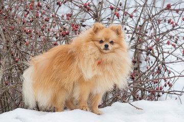 Cute deutscher spitz puppy is looking at the camera in the winter park. Pet animals.