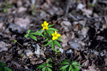 Buttercup is pungent. The Buttercup plant is pungent. Flower night blindness. Spring. Field, forest...