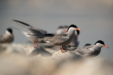 White-cheeked Tern resting on rock