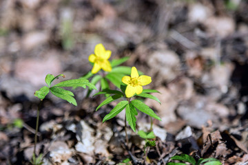 Buttercup is pungent. The Buttercup plant is pungent. Flower night blindness. Spring. Field, forest plant. Flower garden, beautiful tender plants. Yellow flower. The flower is called Chicken blindness