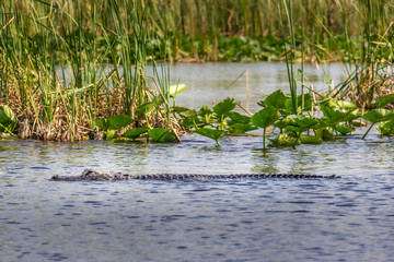 Alligator swimming in the swamps of the Everglades, Florida