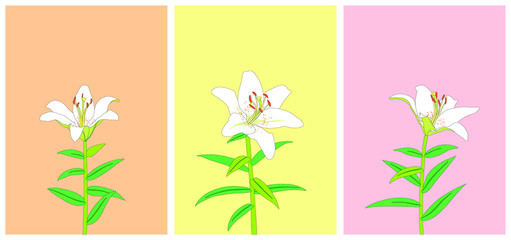 Flower pictures white lilies on pastel background art vector
