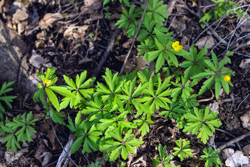 Buttercup is pungent. The Buttercup plant is pungent. Flower night blindness. Spring. Field, forest plant. Flower garden, beautiful tender plants. Yellow flower. The flower is called Chicken blindness