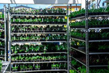 Different herbs and vegetables on metal shelves in garden store.