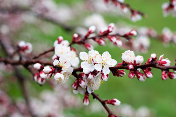 a sprig of flowering apricots in the spring season. A delicate flower of a tree. Delicate photo Wallpaper.