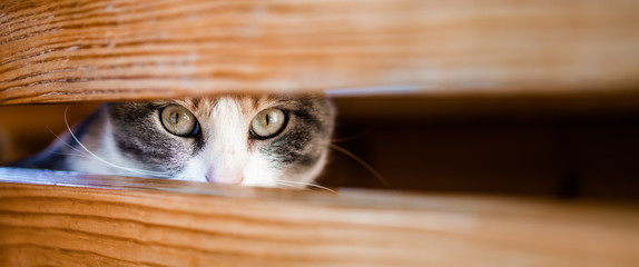 Cute, calico cat peaking from inside the box. Banner size photo. Space for text © stivog