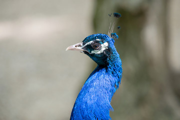 Obraz premium Peacock head portrait. Close-up, pretty peacock face