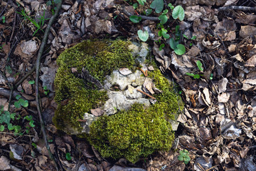 Stone covered with moss in the forest, among the fallen leaves. Natural forest background. Young green shoots on the background of old foliage.