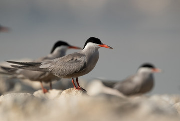 Obraz premium White-cheeked Terns on limestone