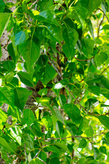 Fototapeta na wymiar Bright green poplar leaves close-up.