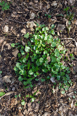 Swamp plant in the forest. The marsh marigold. A carpet of small round leaves. The watery part of the forest. Natural background of forest plants.