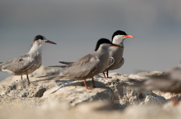 closeup of White-cheeked Terns