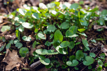 Swamp plant in the forest. The marsh marigold. A carpet of small round leaves. The watery part of the forest. Natural background of forest plants.