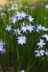 
Flowers in the spring garden