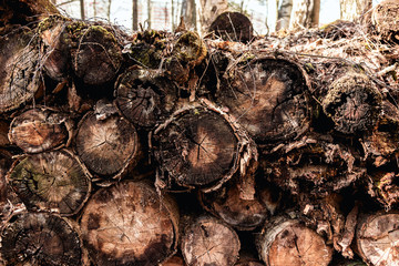 The old logs were covered with moss. Old wood rots in the open air. Natural texture. Natural background of old wood. Wood with cracks.
