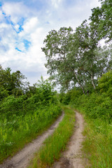 Fototapeta na wymiar Forest country road at summer . Ukraine