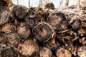 The old logs were covered with moss. Old wood rots in the open air. Natural texture. Natural background of old wood. Wood with cracks.