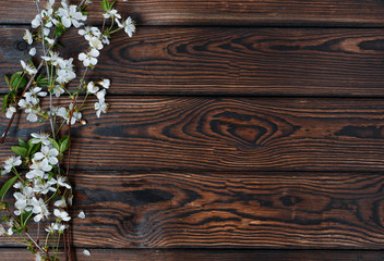 Blossom spring cherry flowers on dark wooden background. Place for text. Spring concept. Texture surface for design. Close-up. Postcard template. Flat lay, top view.