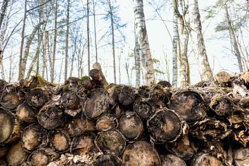 The old logs were covered with moss. Old wood rots in the open air. Natural texture. Natural background of old wood. Wood with cracks.