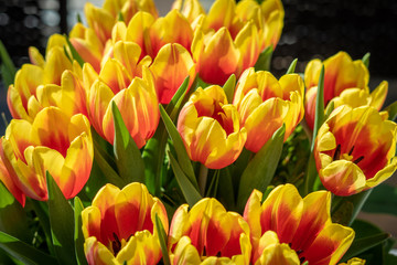 a bouquet of yellow-red tulip