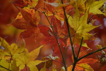 Red Maple Tree Autumn Leaves Close Up