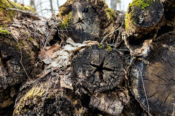 The old logs were covered with moss. Old wood rots in the open air. Natural texture. Natural background of old wood. Wood with cracks.