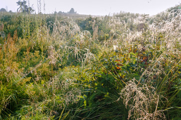 Dew drops on the cobwebs in the meadow. Morning dew on the grass.
