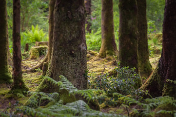 Tilt shift effect of old fir trees covered with moss, Glencoe, Scotland. Concept: Scottish famous panoramas, mysterious ancient places, Scottish nature