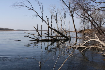 tree on the river