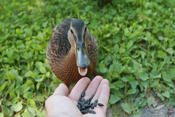 Wild duck eats sunflower seeds from human hand. Concept of friendship of man and animal, conservation of wildlife, rescue of birds.
