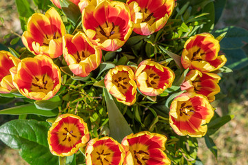 Obraz na płótnie Canvas a bouquet of yellow-red tulip