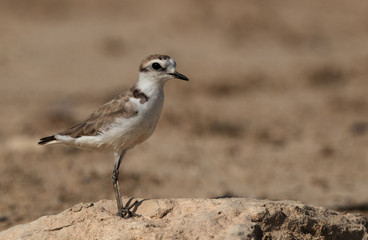 Kentish Plover on a mound