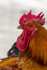Portrait of the cockerel. Close up head of cock bird