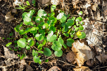 Swamp plant in the forest. The marsh marigold. A carpet of small round leaves. The watery part of the forest. Natural background of forest plants.