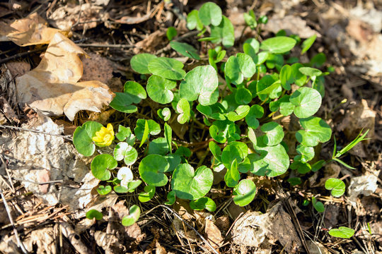 Swamp plant in the forest. The marsh marigold. A carpet of small round leaves. The watery part of the forest. Natural background of forest plants.